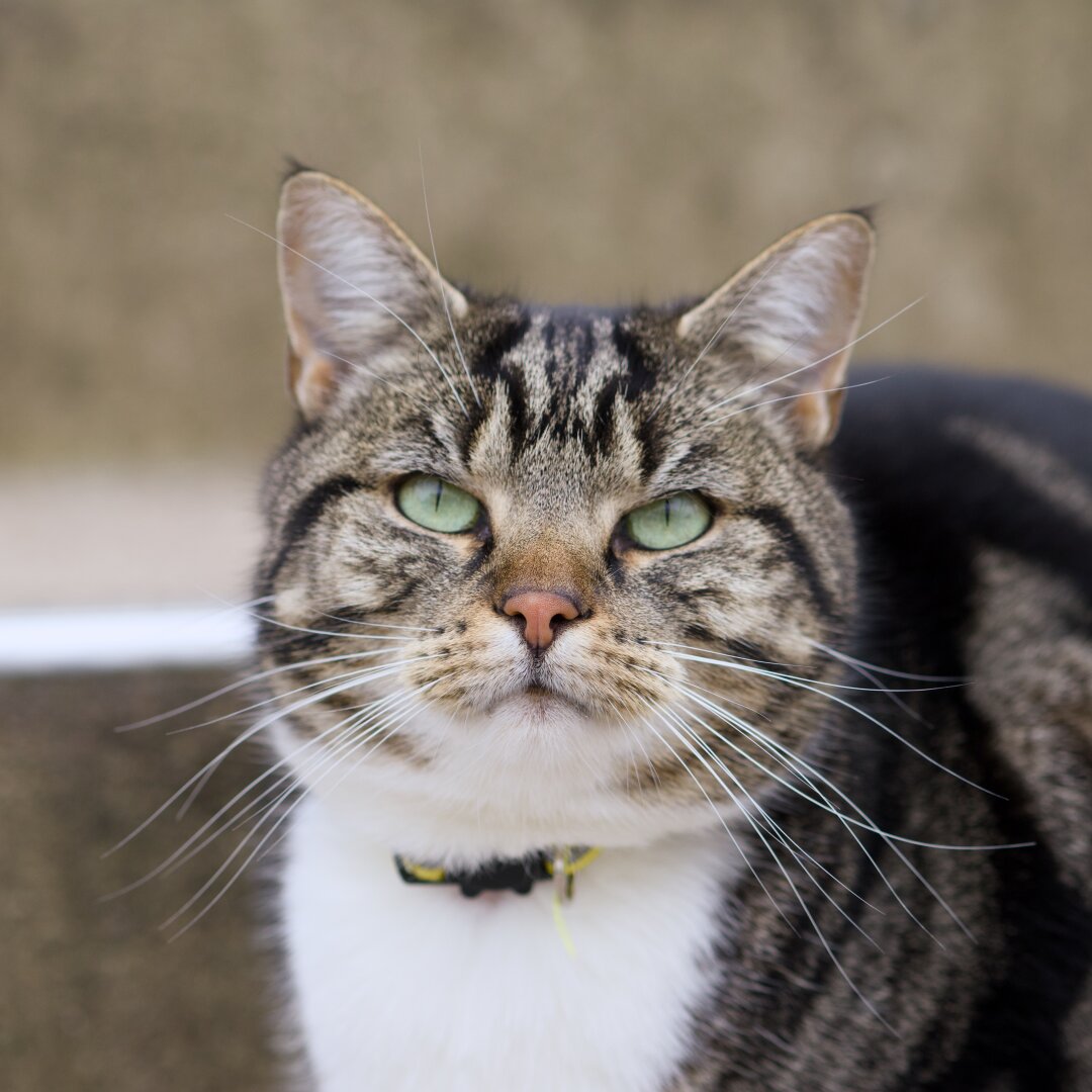 Porträt einer Katze mit Halsband vor Betonstufen