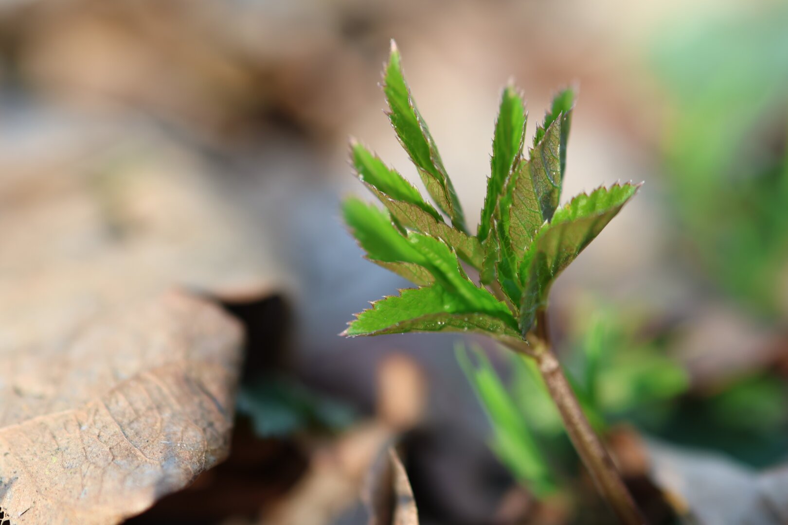 Nahaufnahme eines kleinen grünen Keimlings zwischen trockenen Blättern