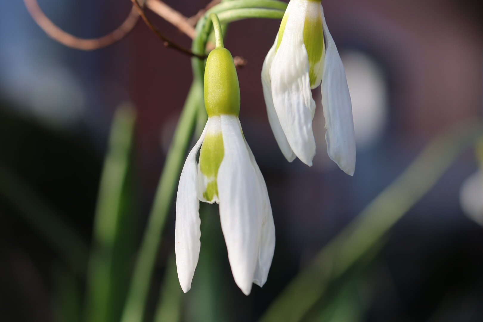Zwei kleine weiße Blüten hängen an einem grünen Stängel.