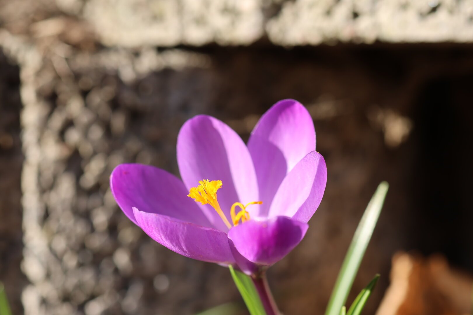 Nahaufnahme einer Krokusblüte. Im Hintergrund ist eine Steinmauer unscharf zu erkennen.