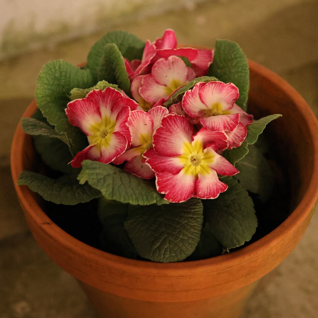 Ein Blumentopf aus Terrakotta mit einer blühenden Primel (Primula) darin. Die Pflanze hat grüne, leicht gewellte Blätter und mehrere auffällige Blüten mit rosa-weißen Blütenblättern und einer gelben Mitte. Der Topf steht auf einem Betonboden mit einem leicht verschwommenen, natürlichen Hintergrund.