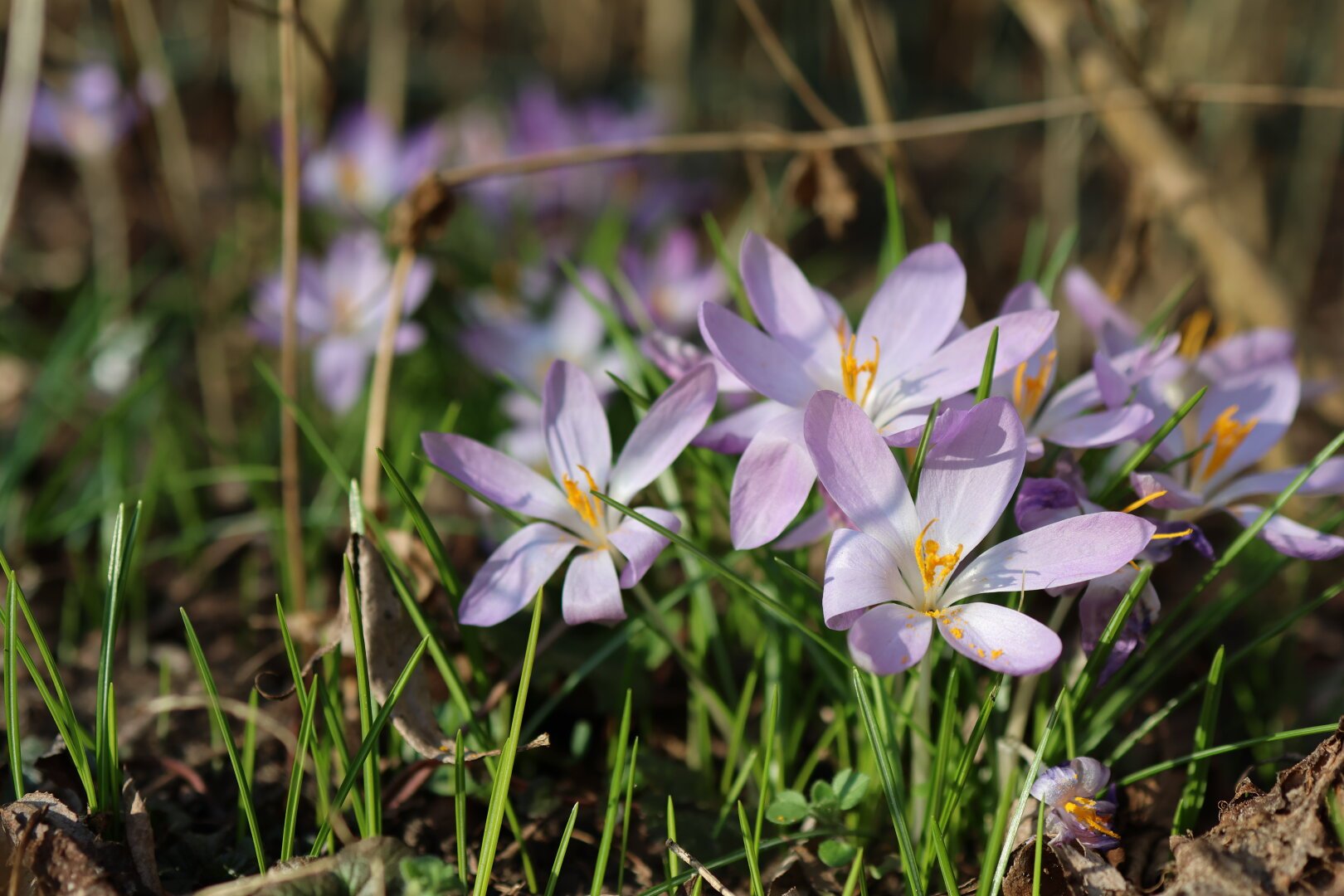 Mehrere Krokusblüten im Gras