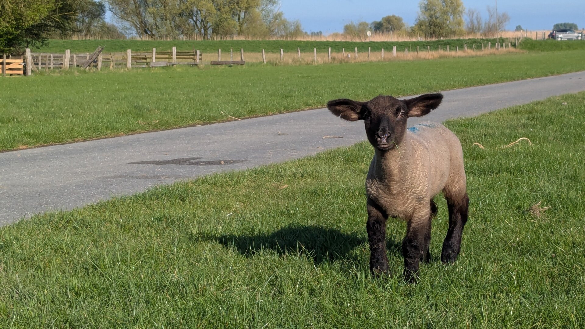 Ein schwarzes Lamm steht am Deich und schaut in die Kamera. Im Hintergrund führt eine schmale Straße schnurgerade entlang. Die Sonne scheint.