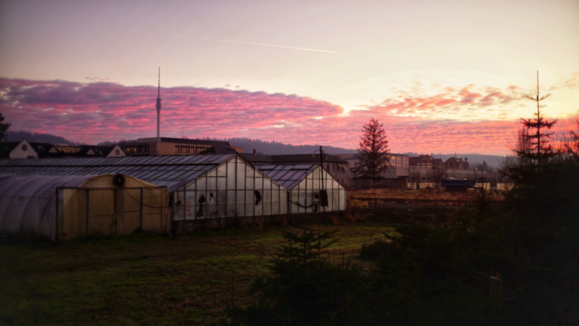 Morgenrot, Fernsehturm und Gärtnerei
paar Nadelbäume und Wiese ringsum