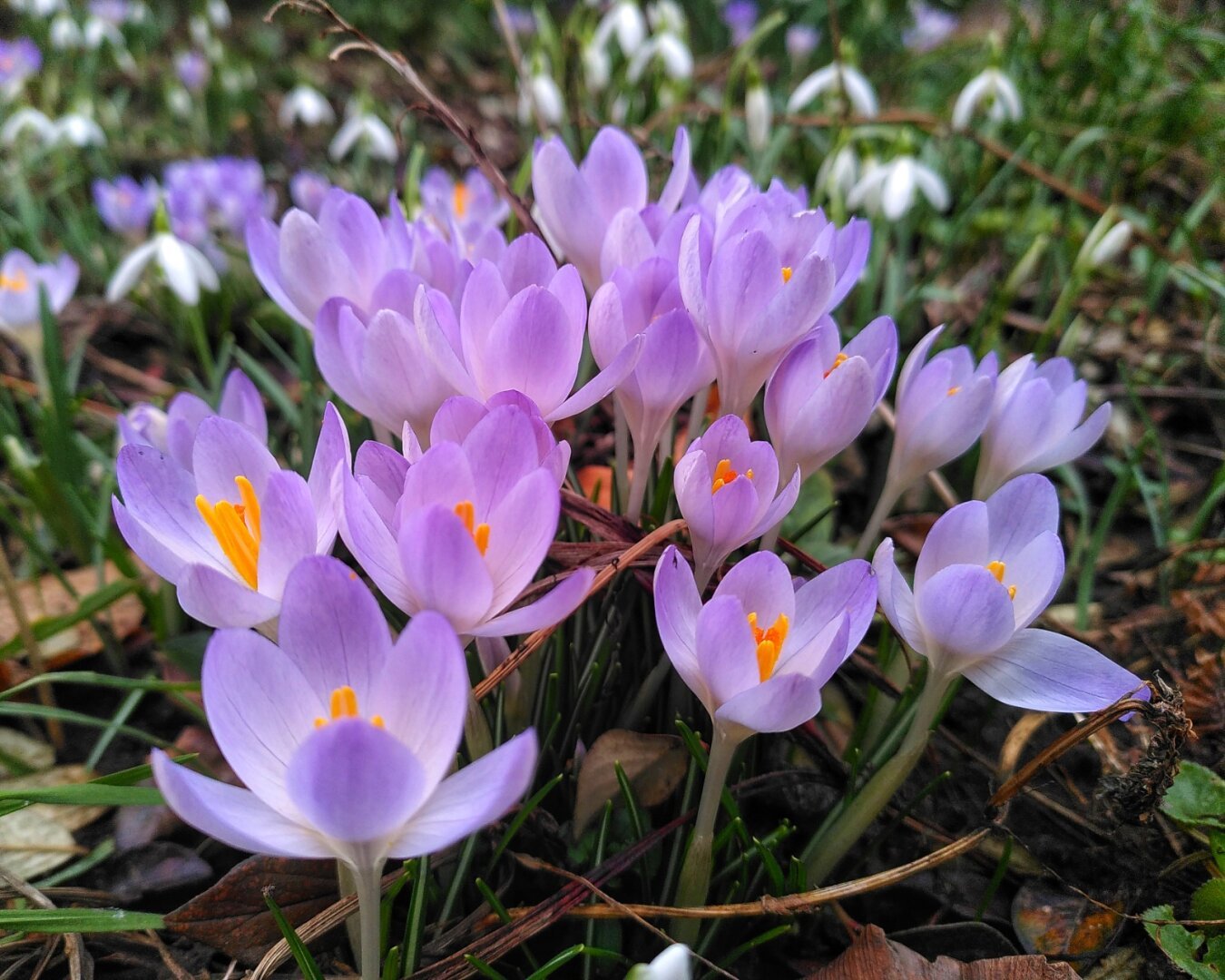 Smartphone-Foto einer Gruppe Krokusse