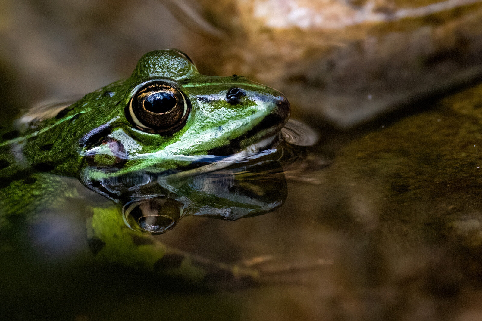 Portrait eines Teichfroschs im Wasser. Das Auge spiegelt sich in der Wasseroberfläche