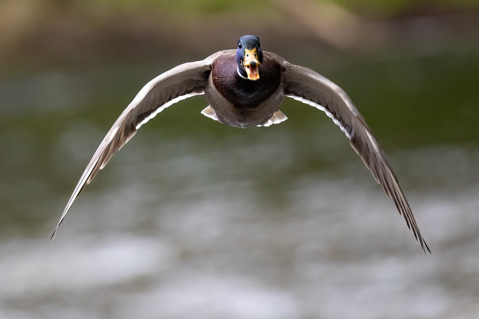 Eine Stockente fliegt auf die Kamera zu Eine Stockente fliegt auf die Kamera zu