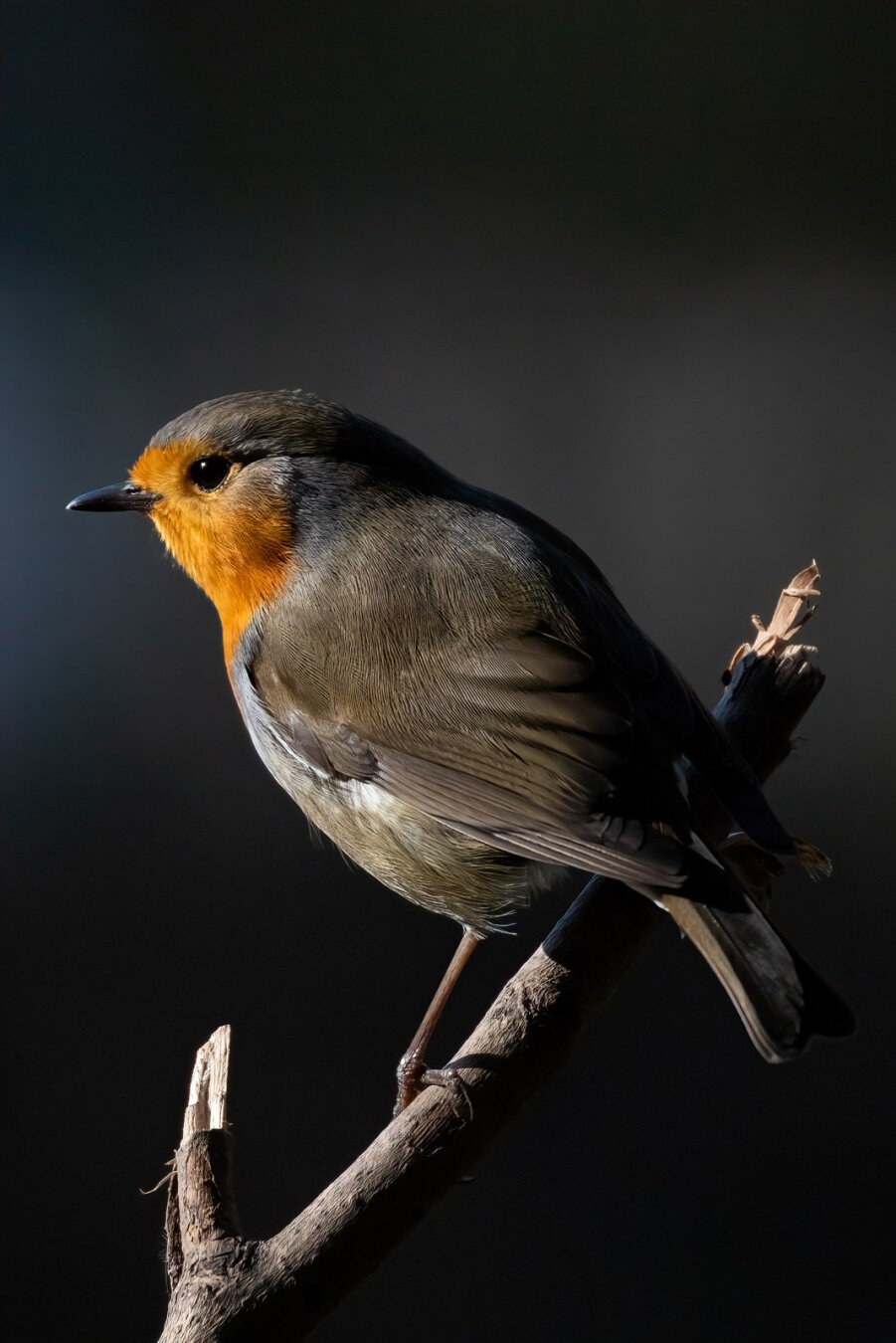 Ein Rotkehlchen auf einem Ast vor dunklem Hintergrund. Der Vogel wird von der Sonne angestrahlt.