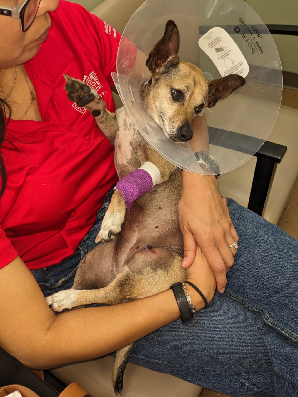 Chihuahua mix in an Elizabethan cone. She has a purple bandage on her left arm. She is being held by a woman wearing a red polo shirt and jeans.