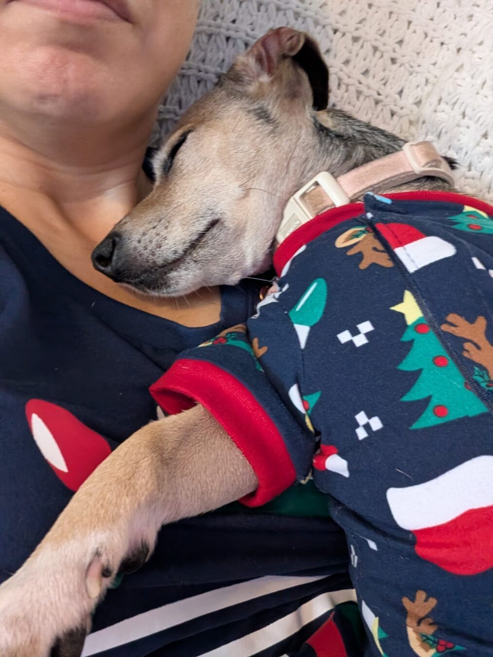 The image shows a small dog wearing a festive Christmas-themed pajama outfit, snuggled up and sleeping on a person's chest. The dog appears to be a Chihuahua mix, with a tan and white coat. The person is wearing a blue shirt with a red heart design, and the background is a white knitted blanket.