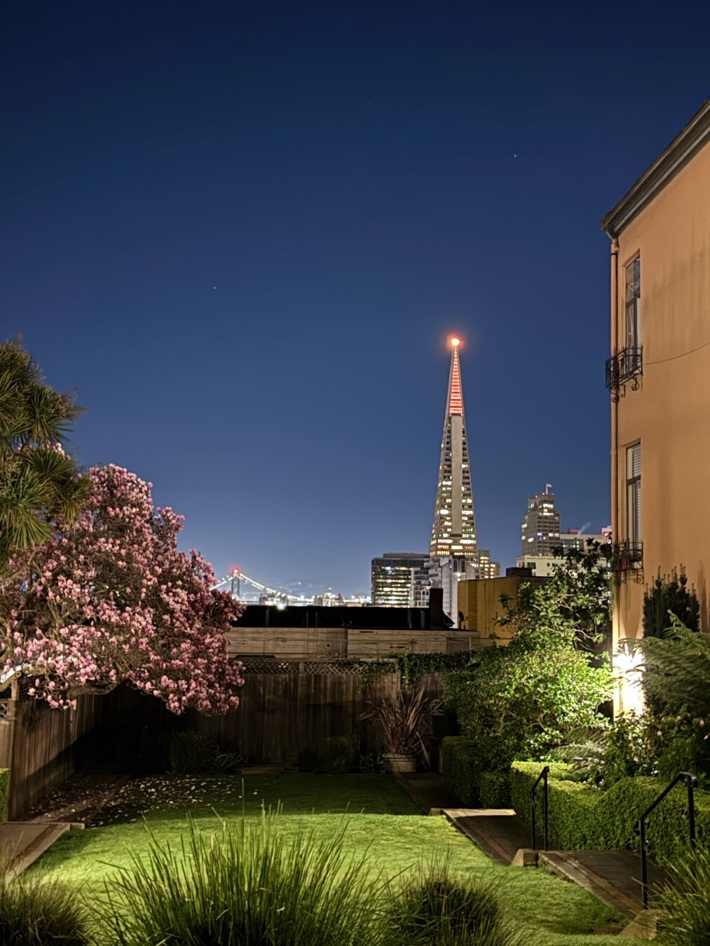 View east from Nob Hill San Francisco. In the distance is the Transamerica building with the tip lit up orange, the Bay bridge, and some of the financial district. In the foreground a garden with a blooming magnolia tree.