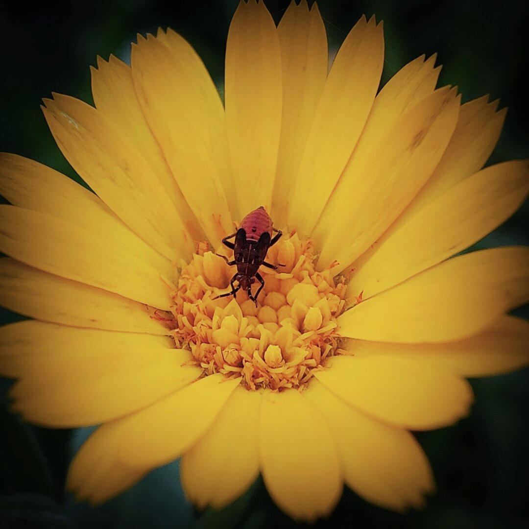 Una flor amarilla radiante, similar a una margarita, con pétalos alargados y delgados, presenta un insecto de color rojizo oscuro en su centro. El insecto tiene un cuerpo alargado y seis patas, se posa sobre el corazón amarillo dorado de la flor, que está compuesto por numerosos estambres diminutos. El fondo es oscuro y difuminado, lo que centra la atención en la flor y el insecto.