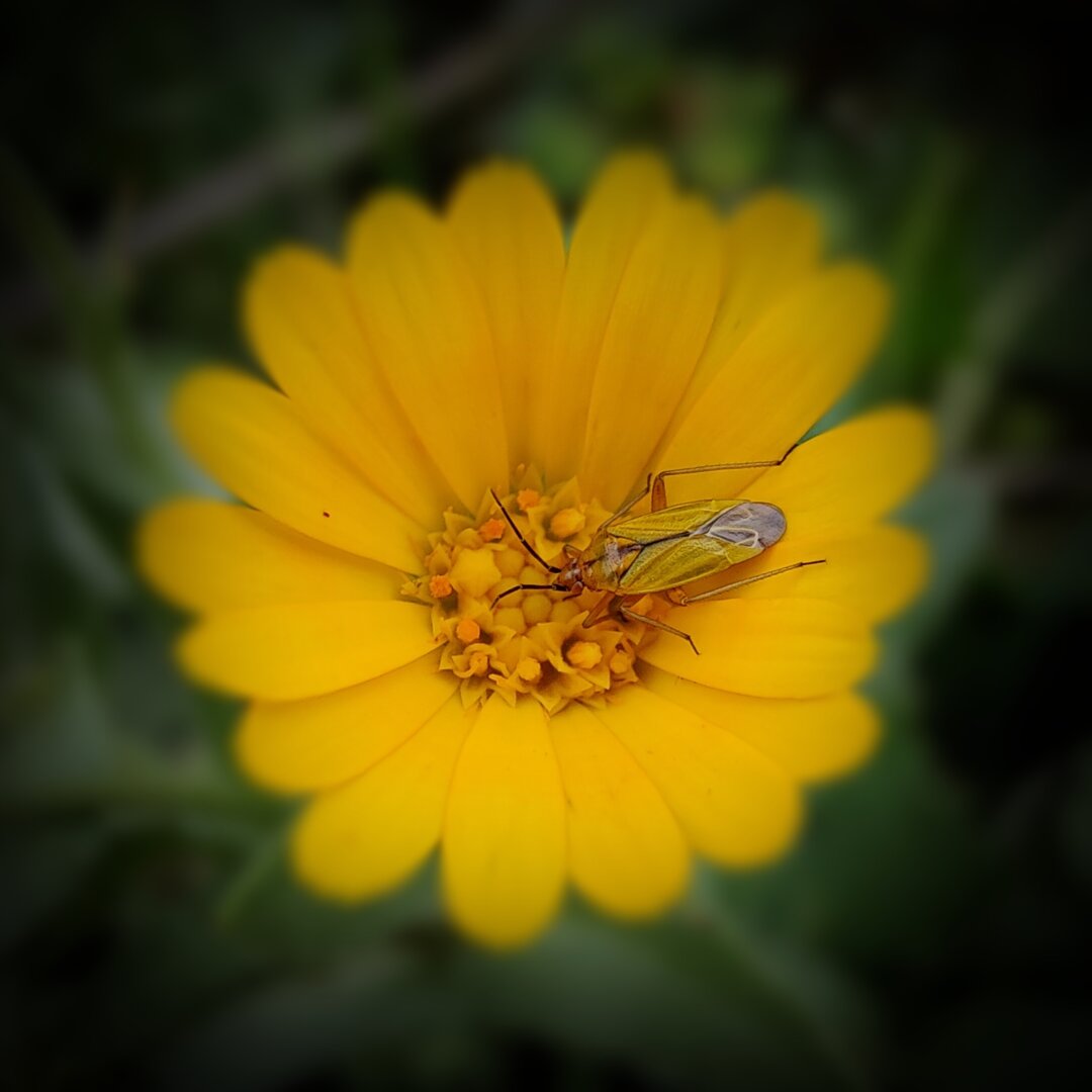 Una imagen de primer plano de un insecto amarillo-verdoso con alas transparentes posado en el centro de una margarita amarilla brillante. La margarita tiene muchos pétalos delgados que irradian desde un centro amarillo oscuro lleno de pequeños puntos amarillos. El fondo está ligeramente desenfocado, mostrando un verde oscuro.