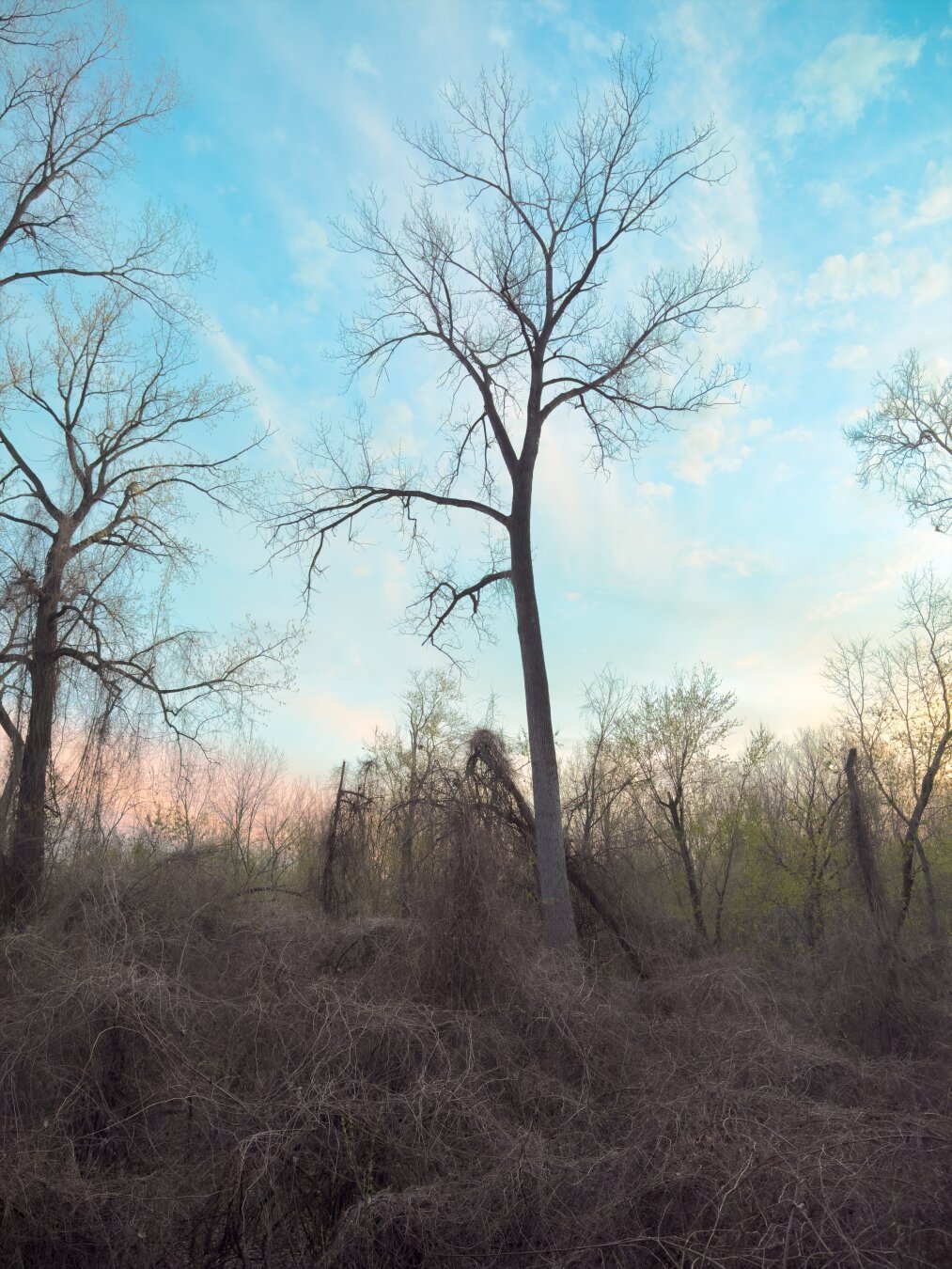 Bare trees in a dense thicket against a blue sky with wispy clouds.