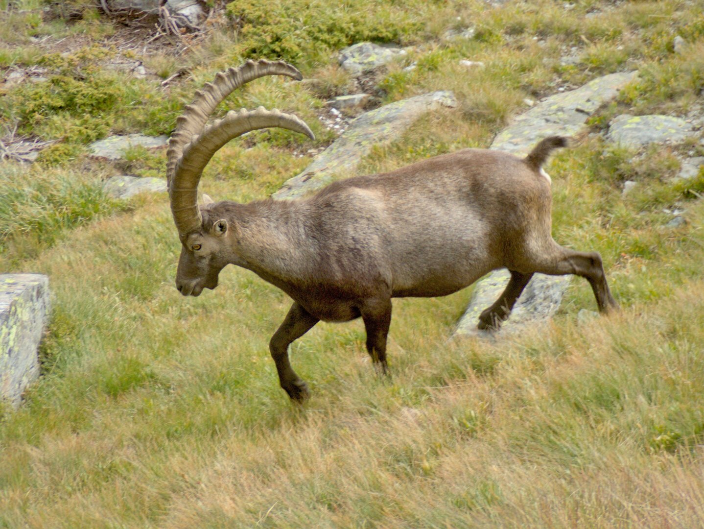 Male alpine ibex with long horns.