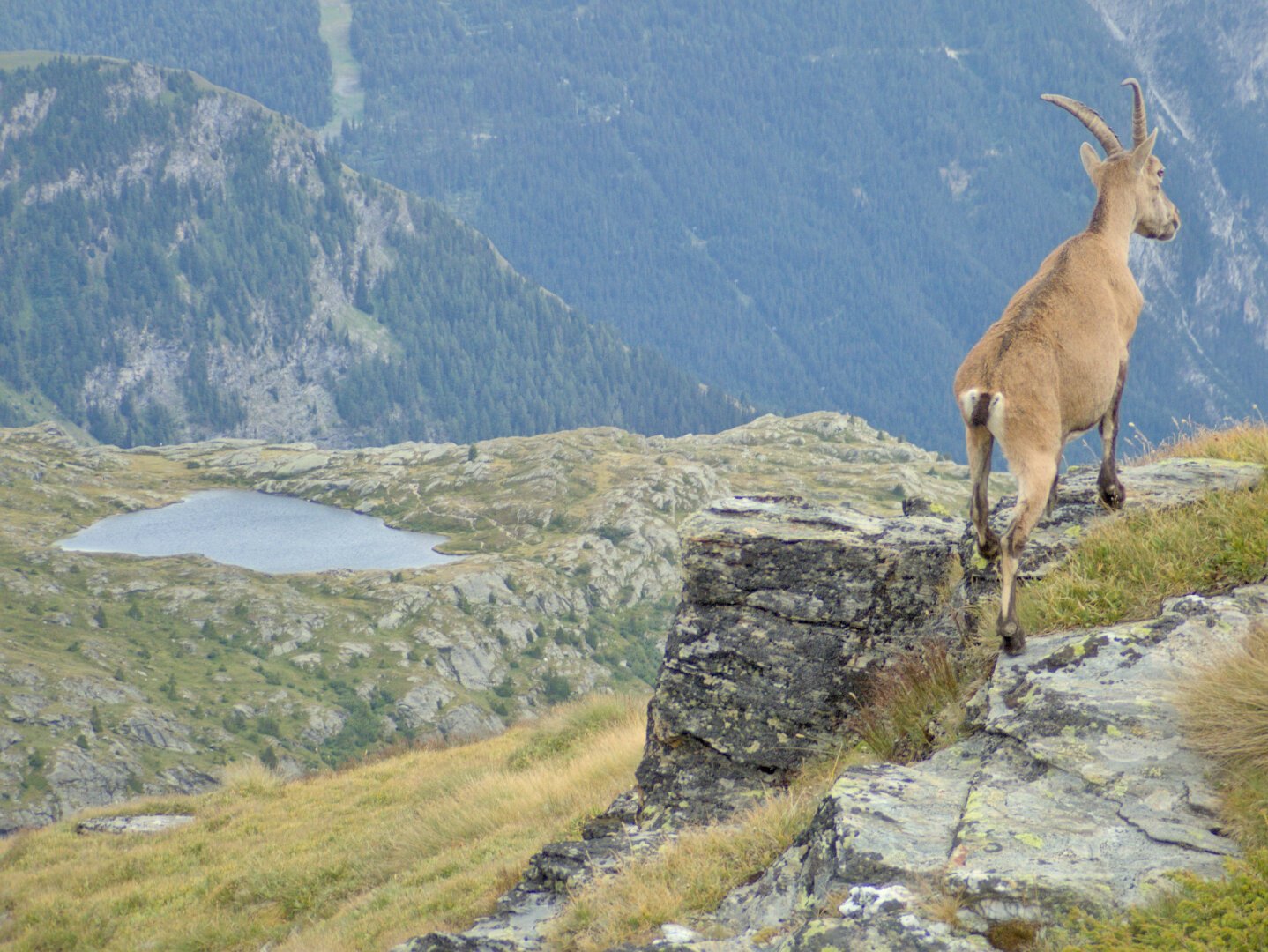 An alpine ibex mounting on a rock, we can see a lake in the background.