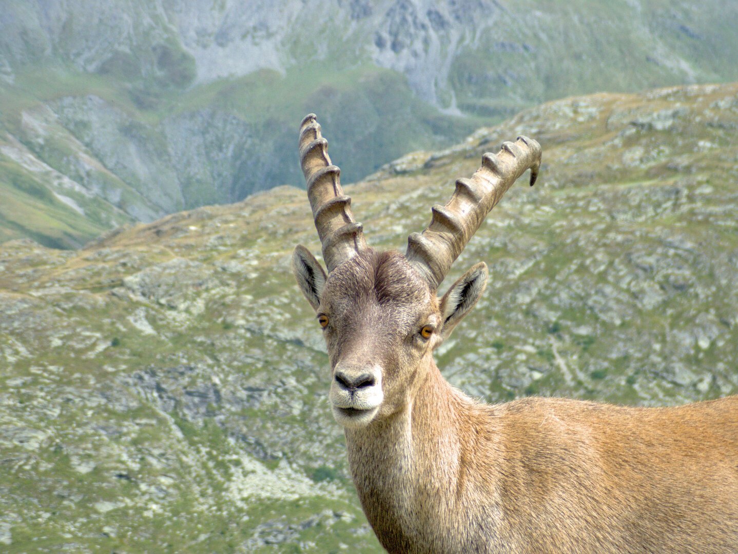Portrait of a alpine ibex.