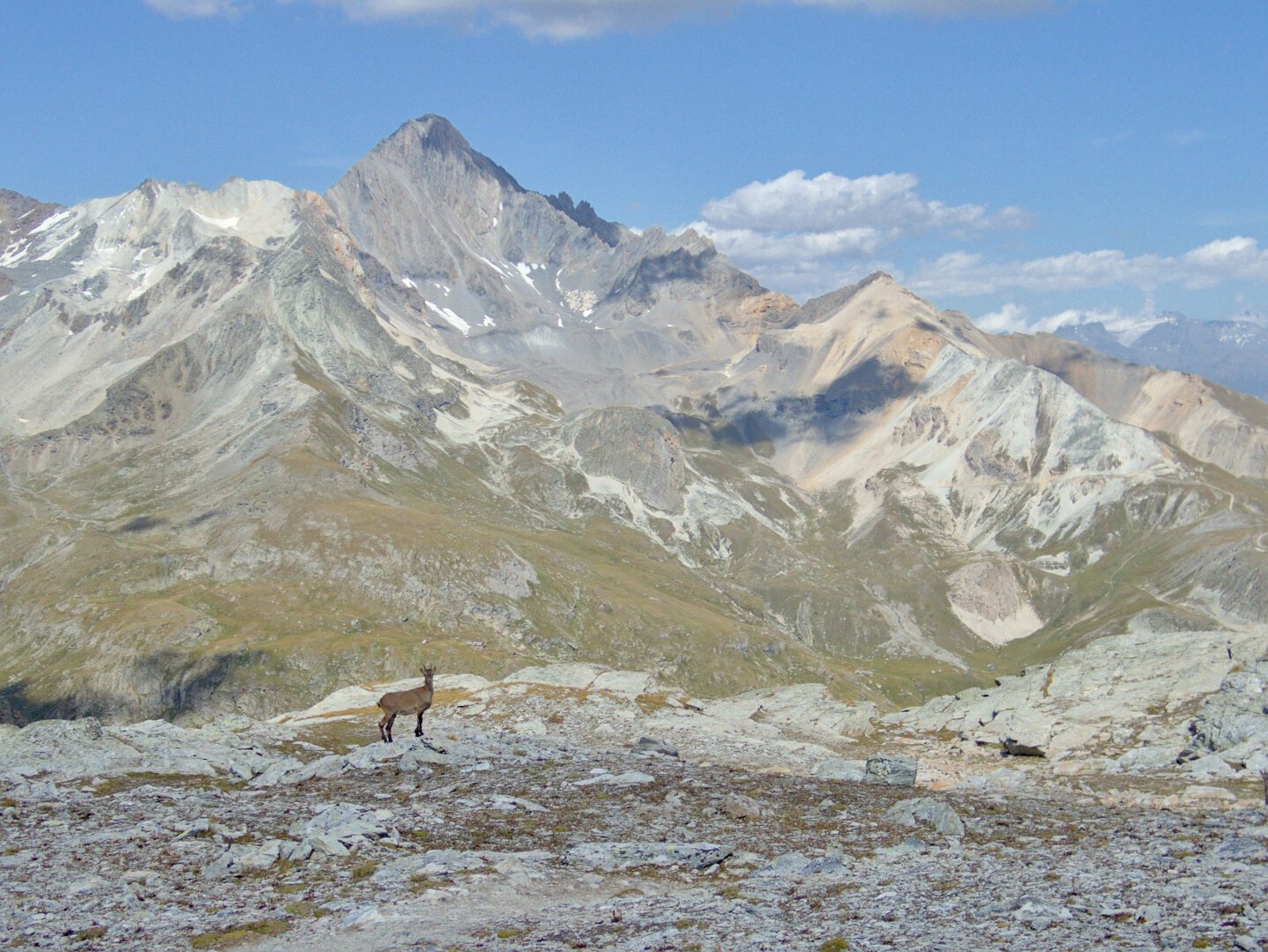Alpine ibex posing in front of an mountain.