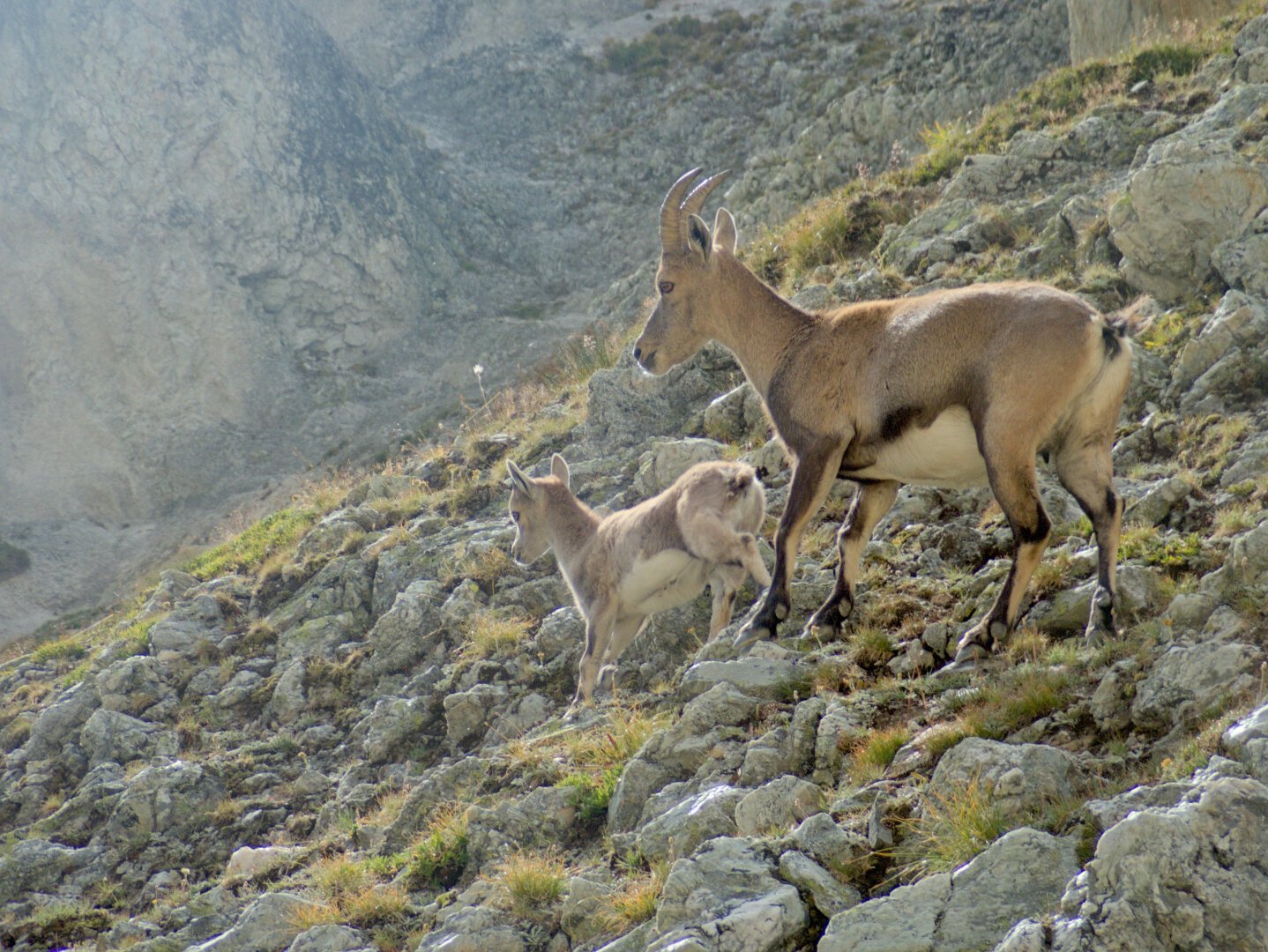 Young alpine ibex climbing rocks above the photographer, followed by the mother.