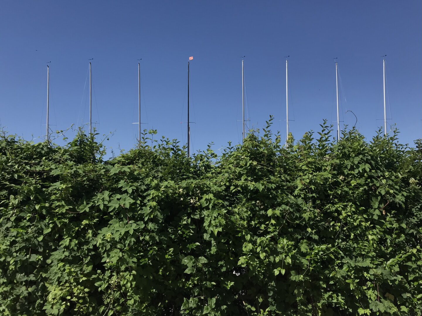 A photograph of a sunny summer day. A perfectly cloudless, blue sky fills the top half of the frame. The bottom half is a fence or wall that is completely obscured by bushes. Rising up from behind the wall of bushes is a row of eights masts, belonging to sailing dinghies — small sailboats around four metres in length that are often used in sailing courses. Seven of the masts are topped with small, arrow-like, wind vanes while the eighth has a small, red, flag-type vane.