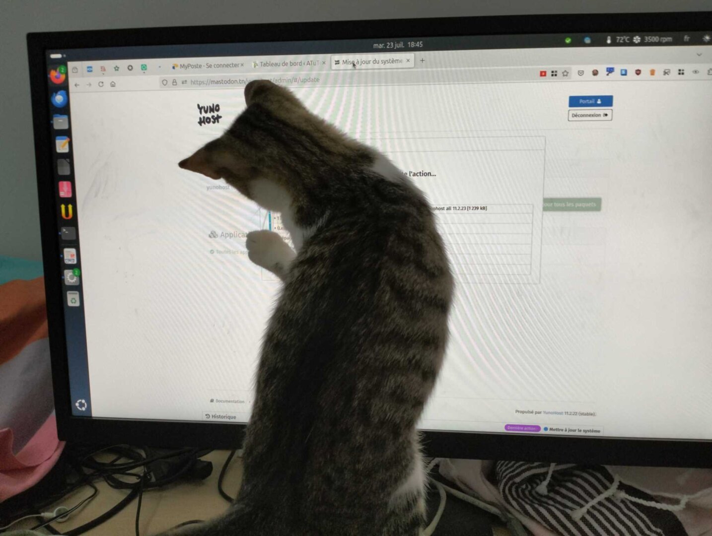 A cat catching the PacMan of a Younohost admin interface