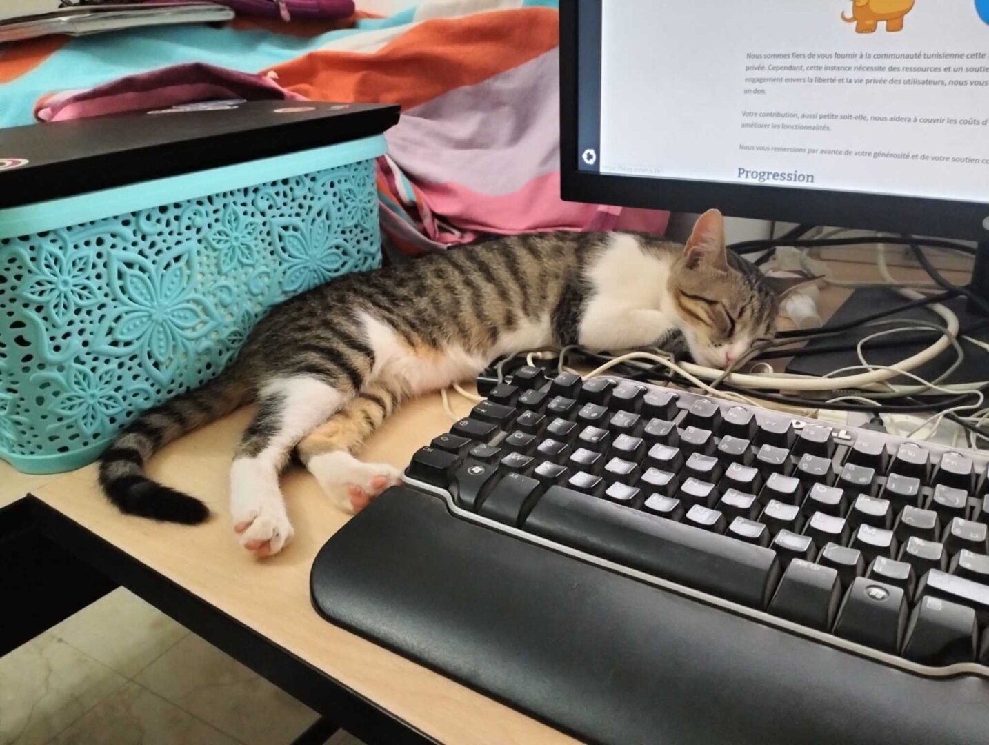 Un petit chat endormi à côté d'un clavier