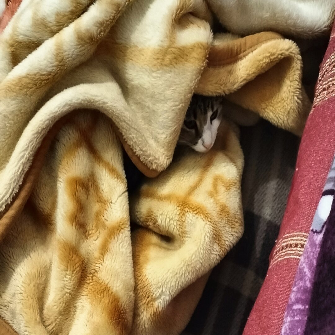 Kaaboura thé cat who wraps himself in a winter blanket