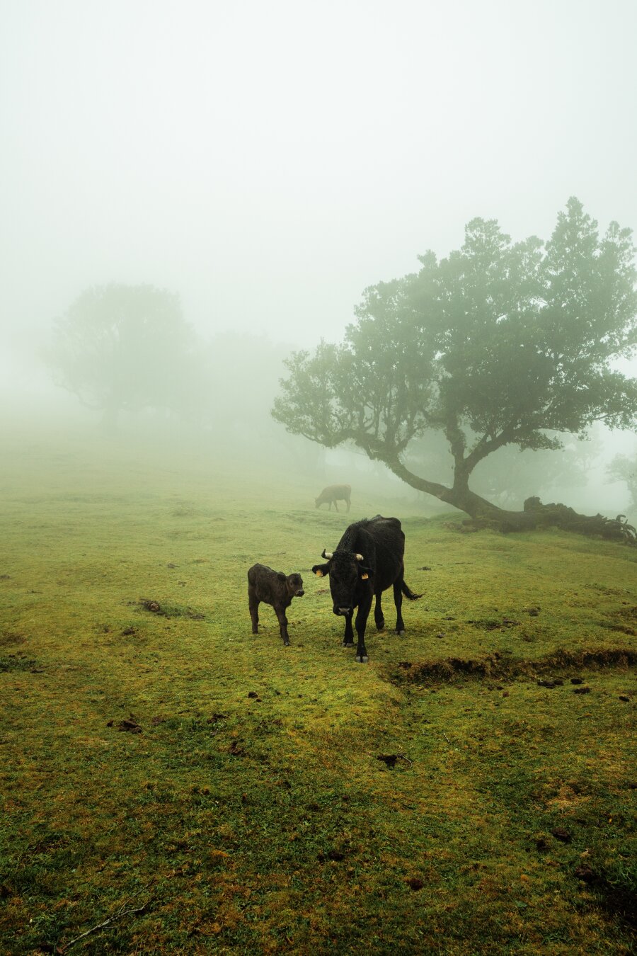 Two cows standing in the center of the photo. Both cows are black, one is small and the other is an adult. They are looking towards the lens, and in the background you can see other cows and trees. Everything is surrounded by fog