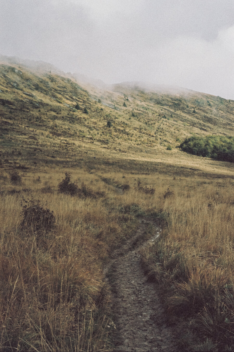 A heathland with dry grass, trees visible and mist breaking through them, in the background there are mountains.