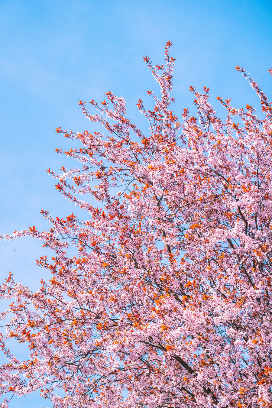 Blooming branches with pink flowers and amber leaves; the sky is a deep blue