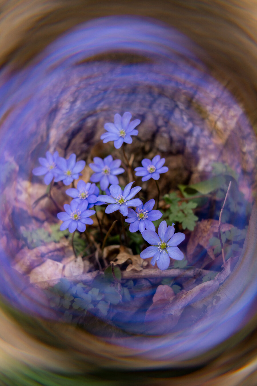 Purple flowers with a tree behind them. A spinning background around the photo with deep bokeh.