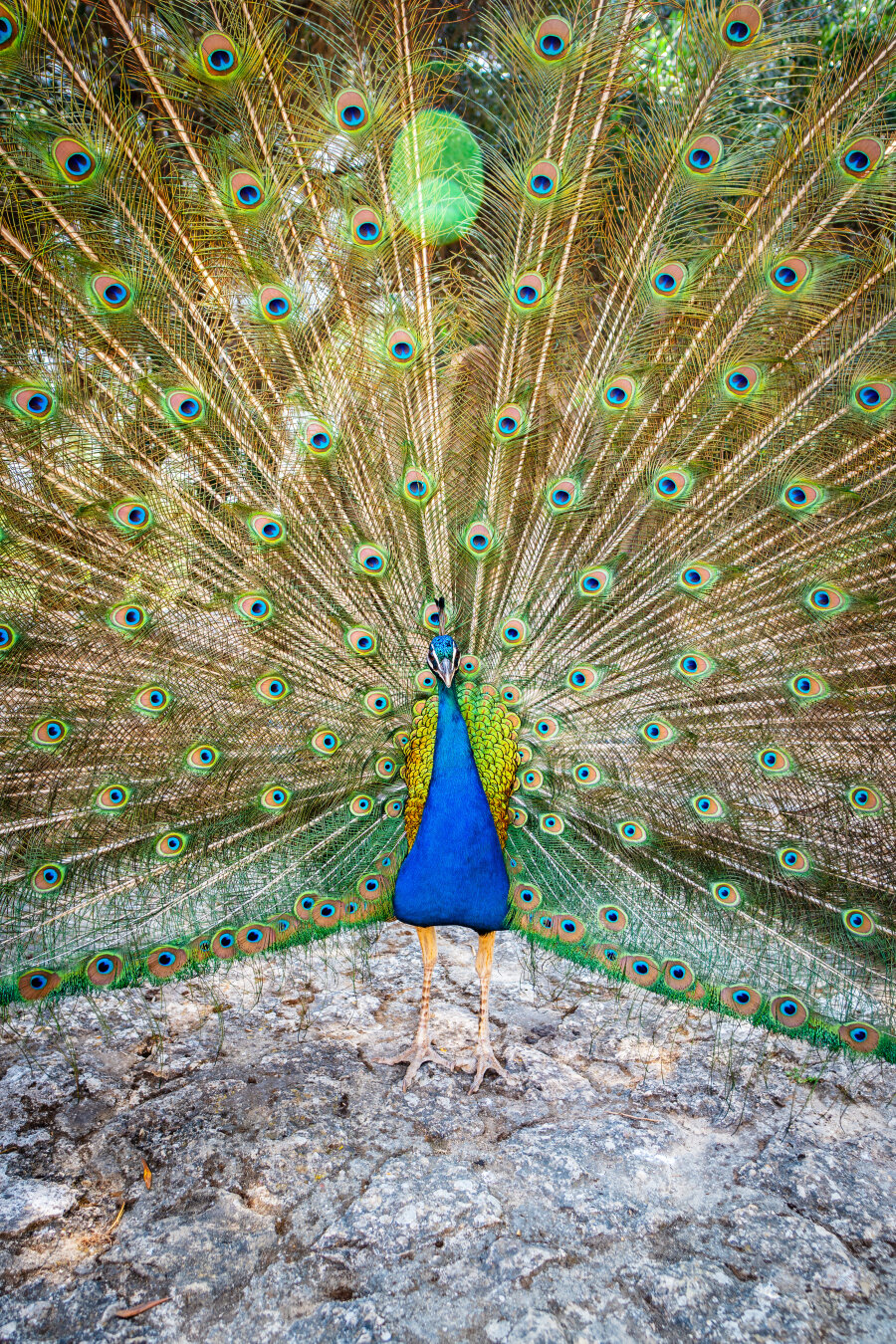 A peacock with spread tail, looking directly at the camera.