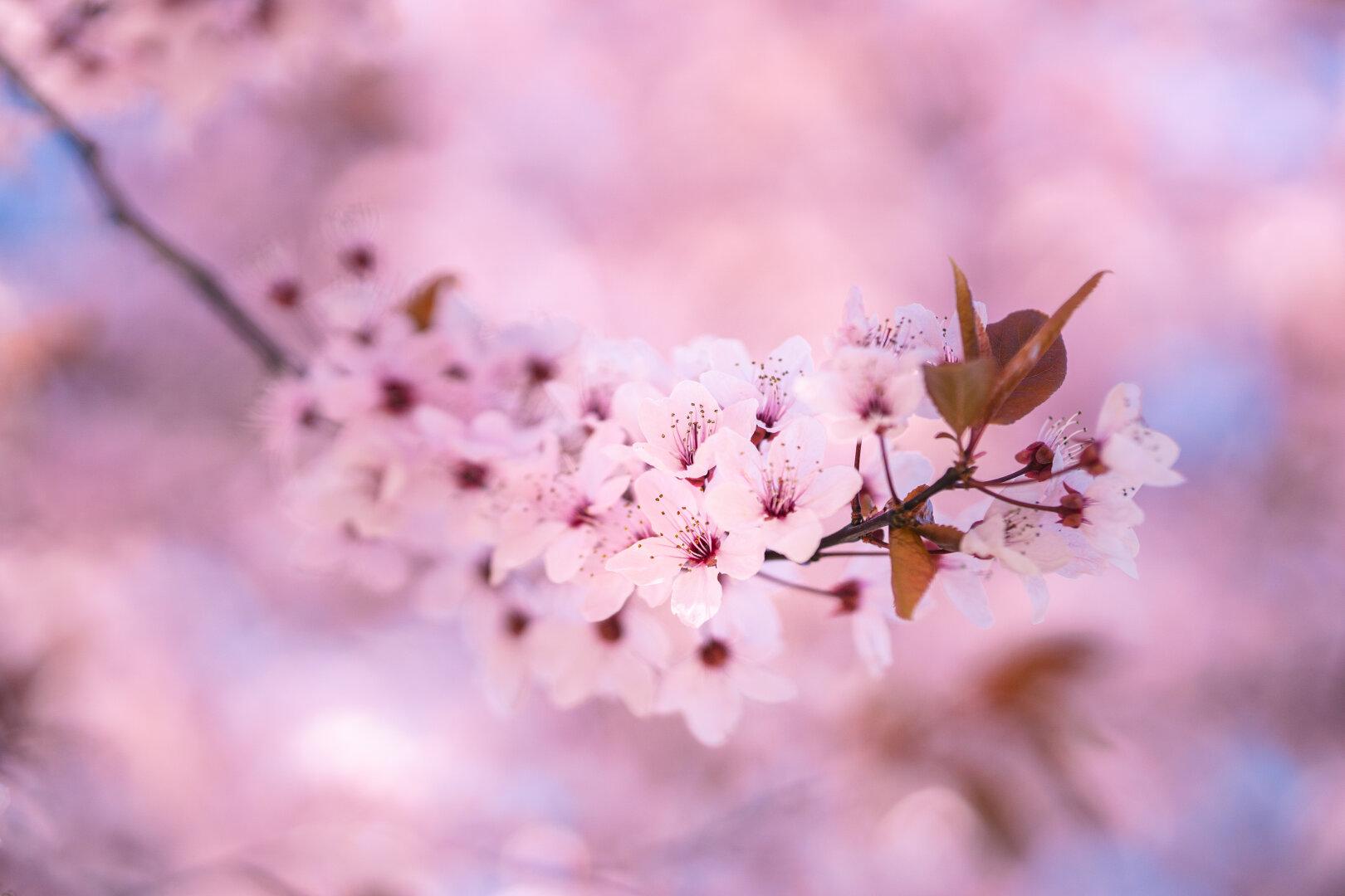 Blooming branches with pink flowers and amber leaves; the background is blurred and pink