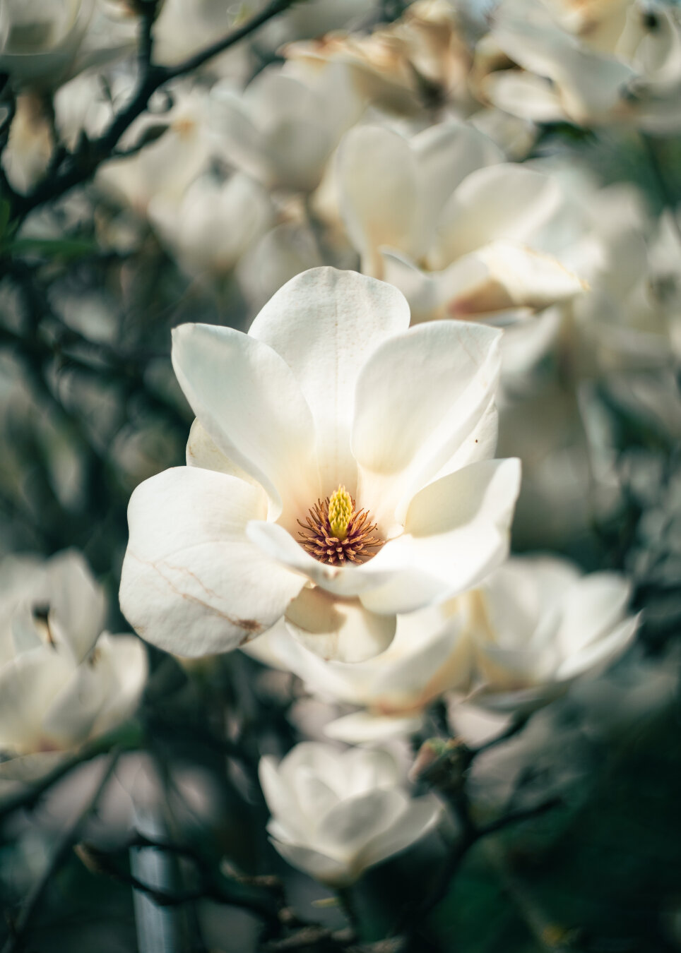 Close-up of an open white magnolia flower with visible golden-brown stamens at its center, surrounded by numerous soft-focus magnolia blossoms in warm sunlight.