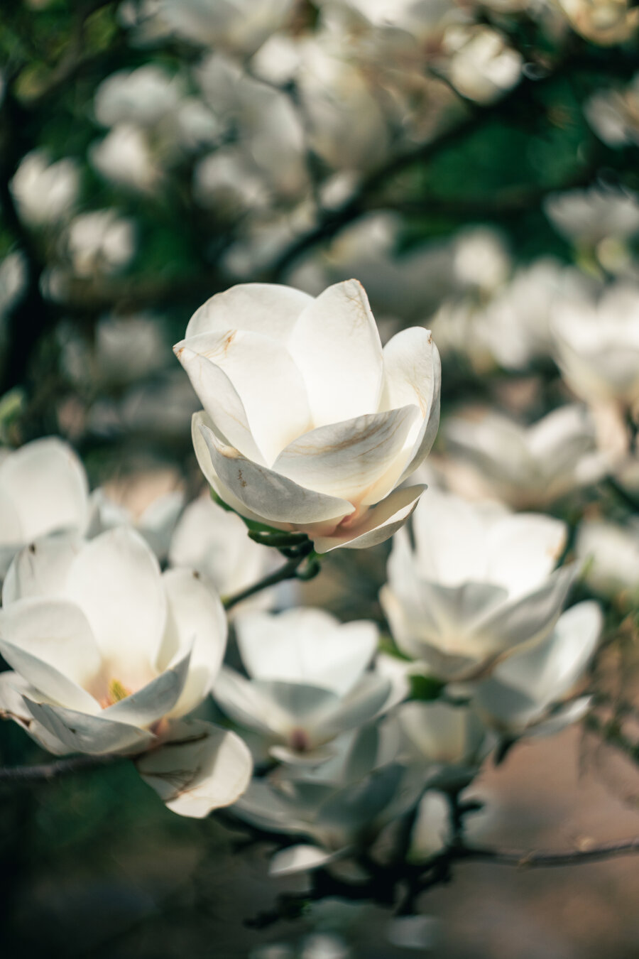 Close-up of a fully bloomed white magnolia flower glowing in soft sunlight, surrounded by more blossoms on the tree, creating a dreamy spring garden scene.