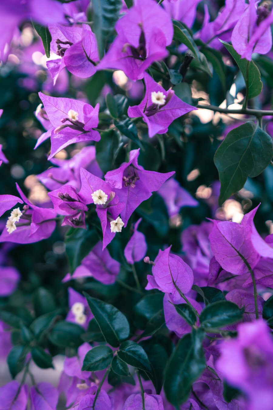 Close-up of vibrant purple bougainvillea bracts with small white star-shaped flowers at their centers, surrounded by glossy dark green leaves and soft golden bokeh in the background.