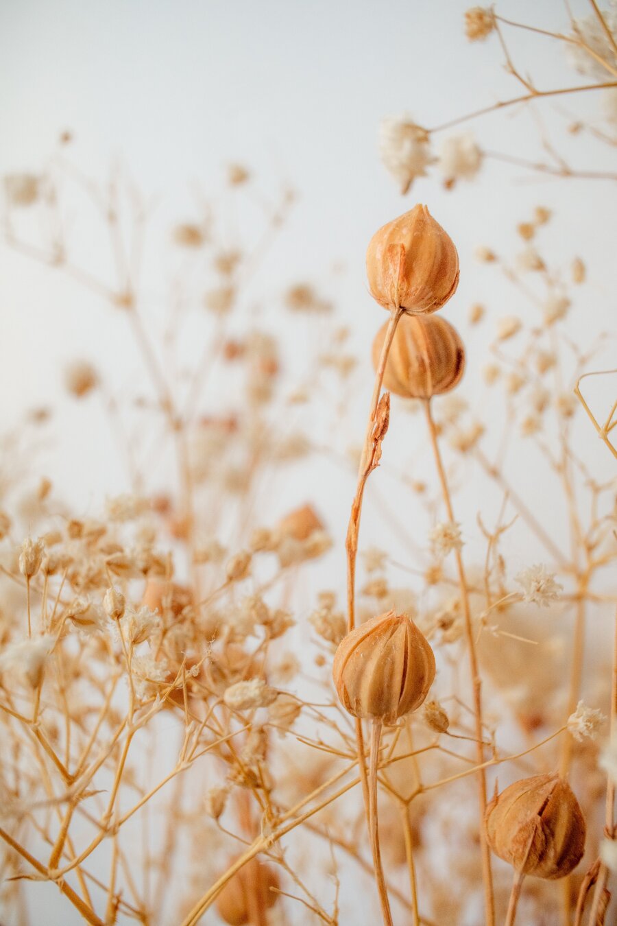 Close-up of dried botanical arrangement featuring a round seed pod in the center surrounded by delicate dried wildflowers and fluffy pampas grass, all in warm beige and cream tones against a soft white background.
