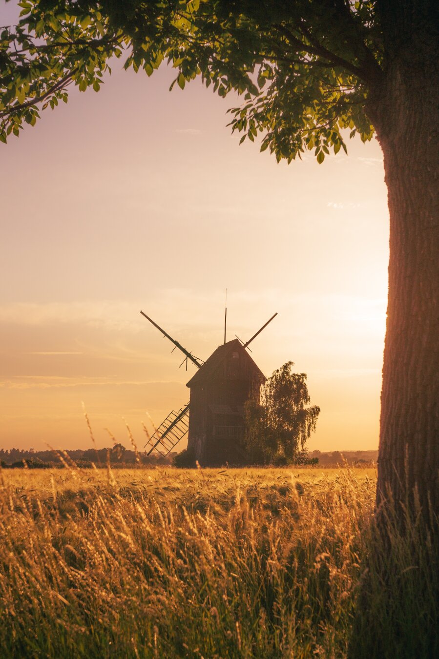 A wooden windmill silhouetted against a warm golden sunset sky, framed by a tree trunk and overhanging leaves, standing at the edge of a golden grain field.