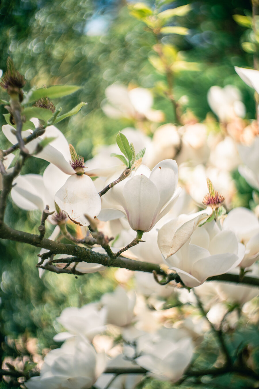 Close-up of blooming white magnolia flowers on a branch with reddish-brown bud sheaths, surrounded by soft green bokeh from more magnolia blossoms in the background.