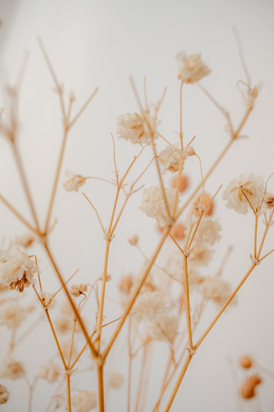 Close-up of dried white flower clusters and delicate branching stems, with soft orange dried berries blurred in the warm-toned background.