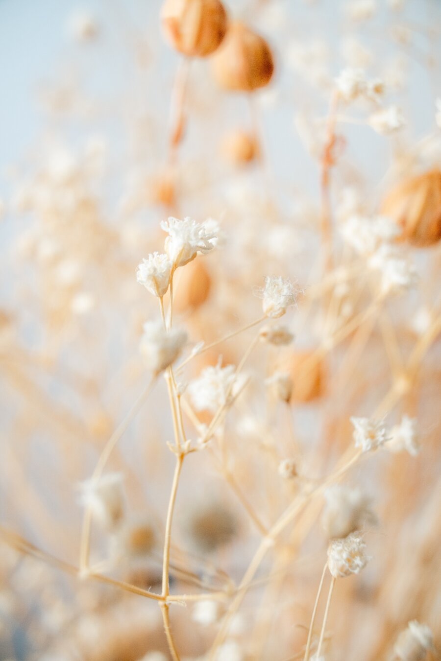 Close-up of delicate dried white flower clusters on thin stems, with soft blurred orange seed pods in warm golden light against a pale blue background.