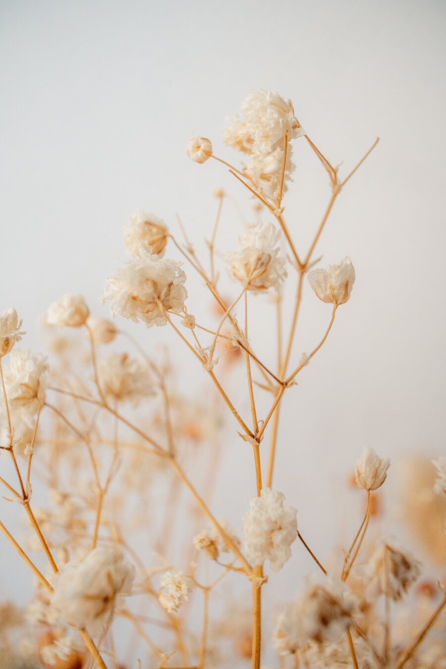 Close-up of dried botanical arrangement featuring a round seed pod in the center surrounded by delicate dried wildflowers and fluffy pampas grass, all in warm beige and cream tones against a soft white background.