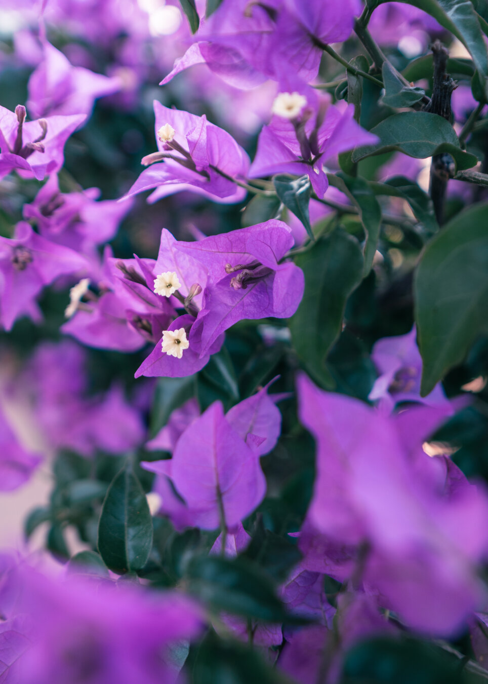 Close-up of a single translucent purple bougainvillea bract backlit by sunlight, showing delicate veining, surrounded by softly blurred purple flowers and green leaves.