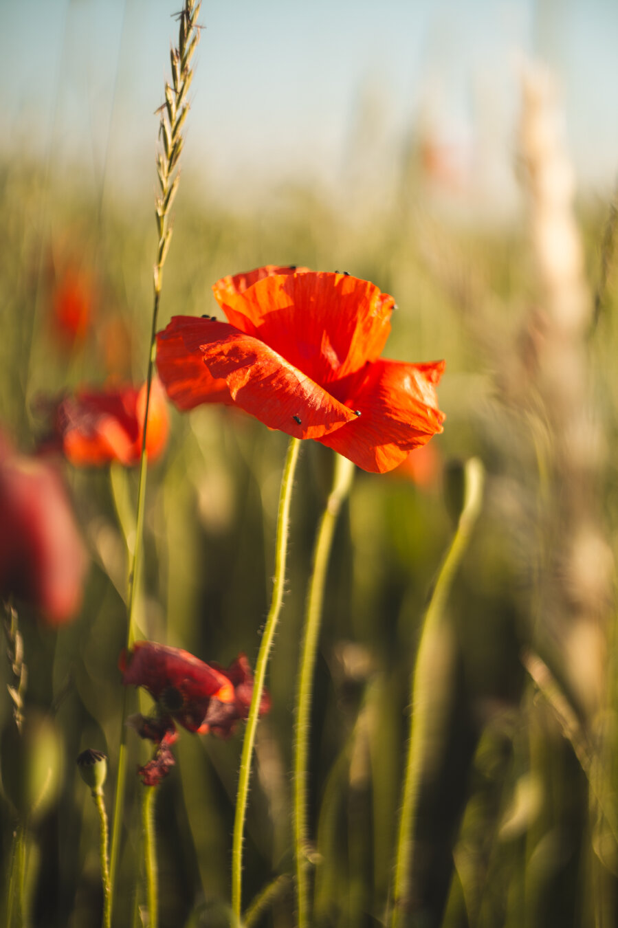 Close-up of a vibrant red poppy flower backlit by sunlight, its delicate petals glowing translucent, with small beetles visible on the bloom, set against a blurred green field with more poppies in the background.