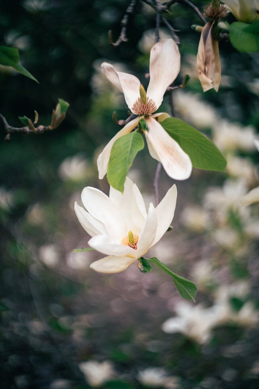 Close-up of blooming white magnolia flowers with delicate petals and a golden-brown stamen center, hanging from a branch with green leaves against a dark, softly blurred background.