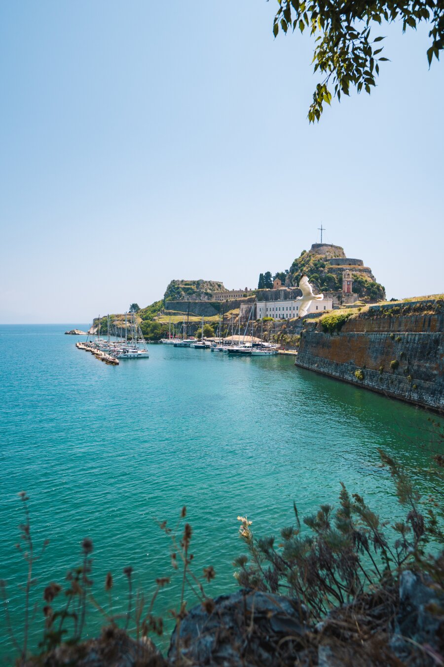 A seagull flying past the Old Fortress of Corfu Town, Greece, with turquoise water, docked sailboats, and historic stone fortifications framed by wildflowers and tree branches in the foreground.