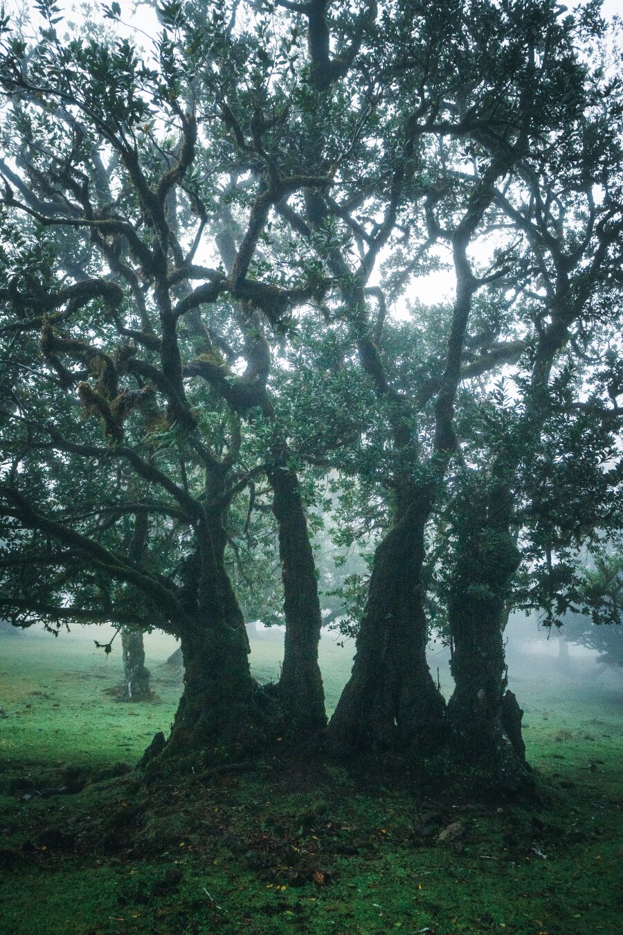 Ancient gnarled laurel trees with thick moss-covered trunks and twisting branches, standing in a misty, fog-covered meadow near Faial, Madeira, Portugal, creating an eerie, mystical forest atmosphere.