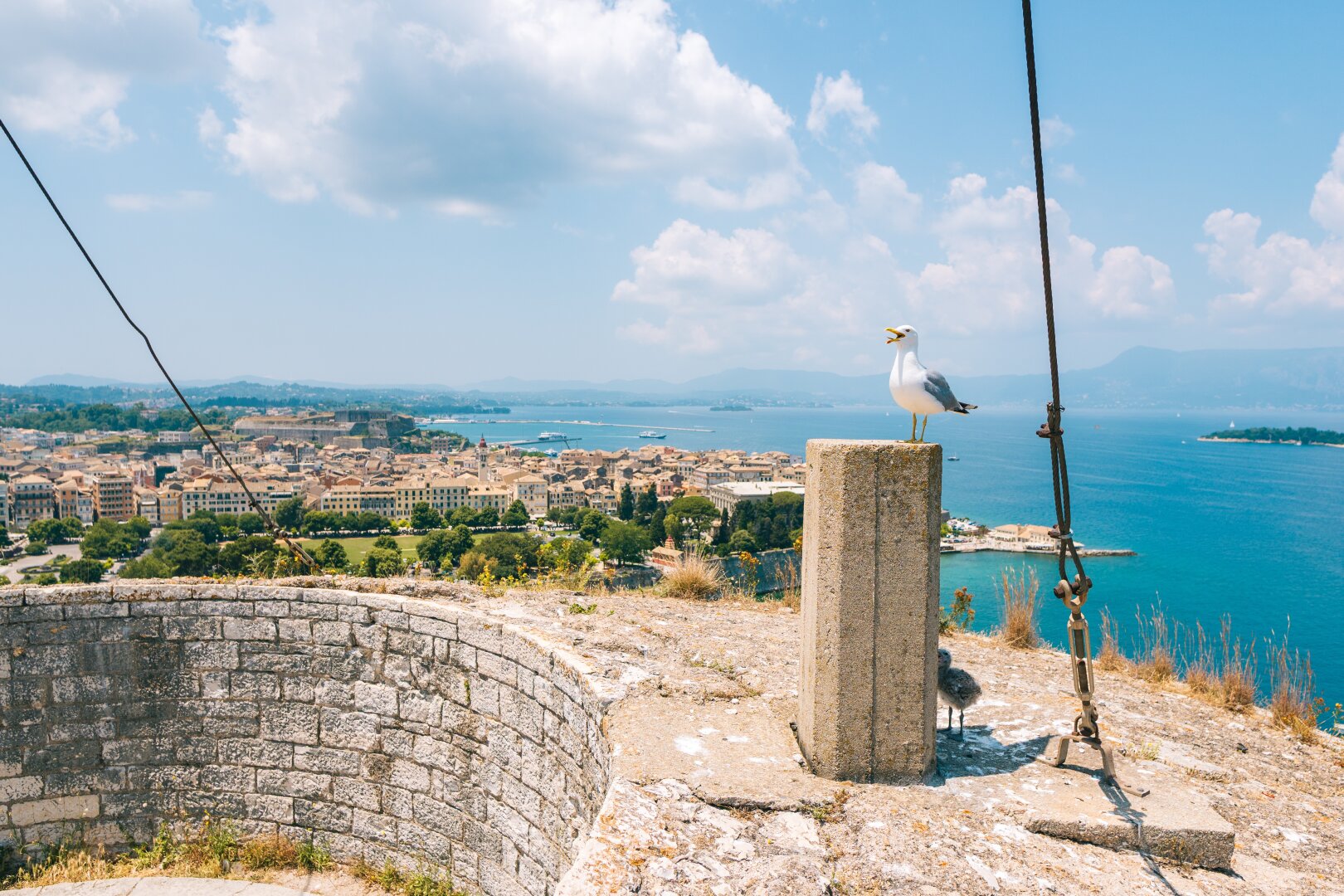 A calling seagull perched on a stone pillar with its chick nearby, overlooking Corfu Town, Greece, from the Old Fortress, with the old town's colorful buildings, harbor, and turquoise sea stretching to distant mountains.