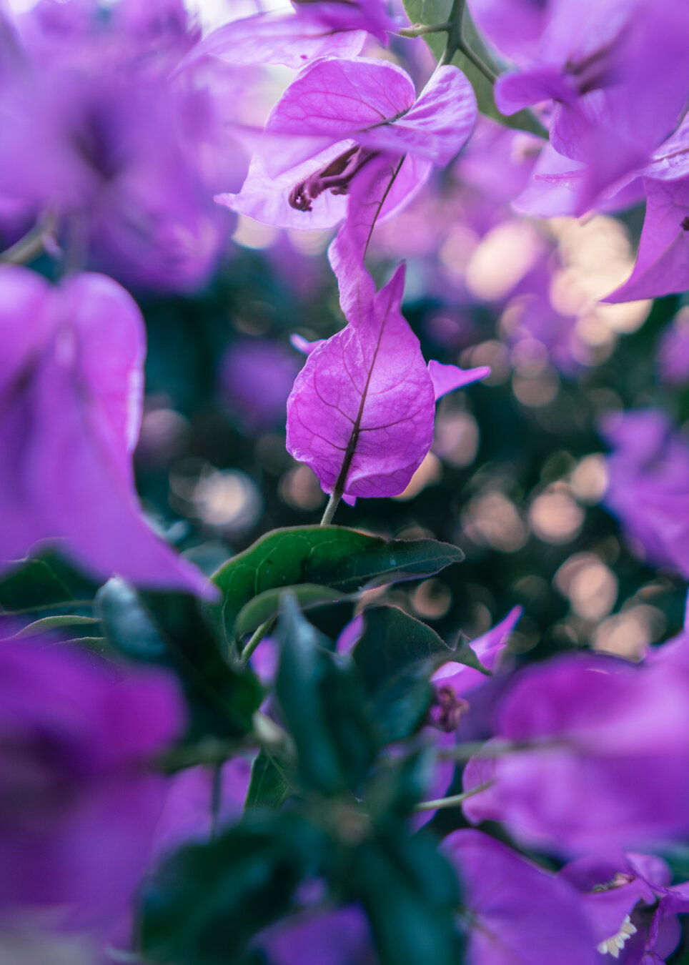 Close-up of a single translucent purple bougainvillea bract backlit by sunlight, showing delicate veining, surrounded by softly blurred purple flowers and green leaves.