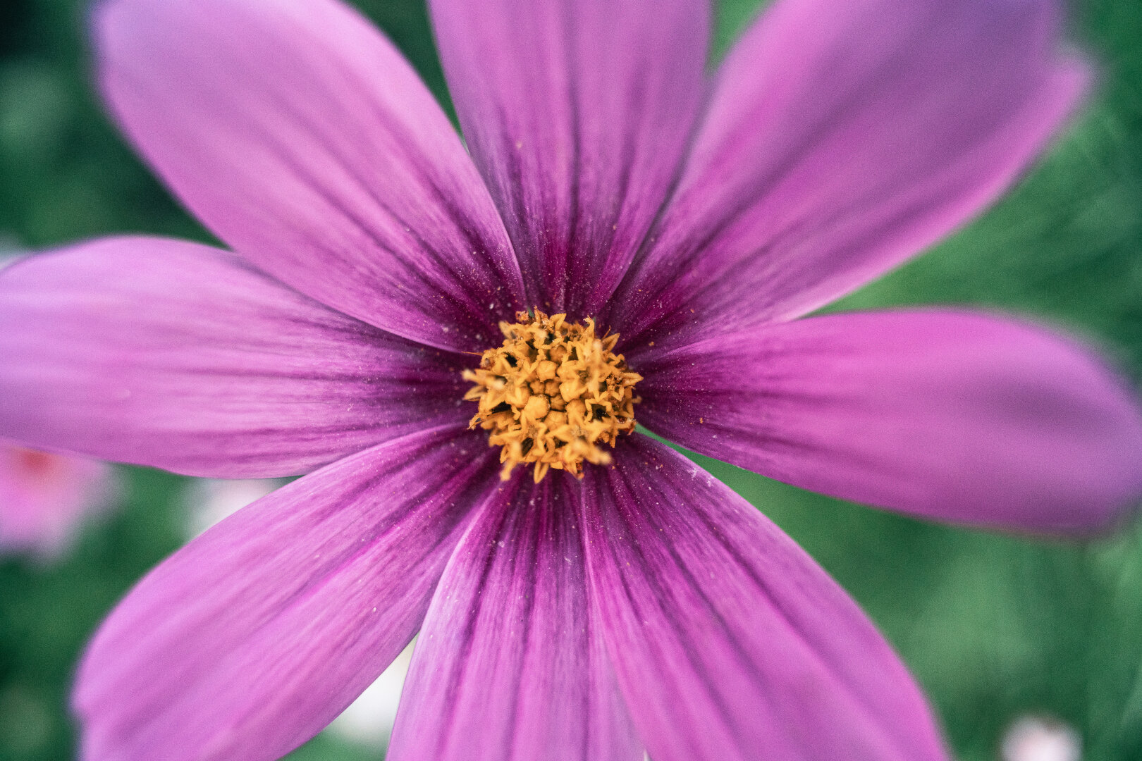 Extreme macro close-up of a pink cosmos flower, showing radiating petals with dark magenta veins converging on a cluster of golden-yellow stamens at the center.